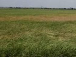 Selain Langka, Harga Pupuk Subsidi di Keluhan Petani Desa Simpang Datuk