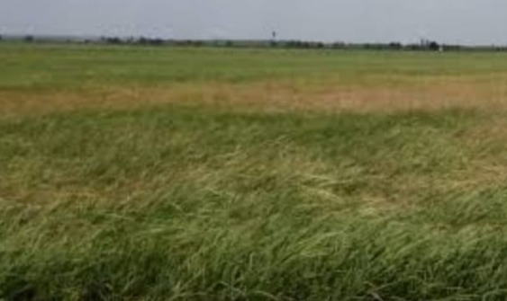 Selain Langka, Harga Pupuk Subsidi di Keluhan Petani Desa Simpang Datuk IMG_20240411_084755