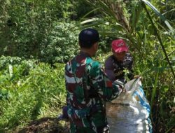 Wujudkan Ketahanan Pangan, Satgas Pamtas RI-Malaysia Yonarmed 16/TK Laksanakan Panen Bersama Masyarakat