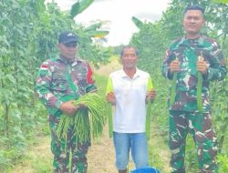 Satgas Pamtas RI-Malaysia Yonarmed 16/TK Bagikan Hasil Panen Pos Ke Masyarakat