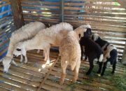 Terlibat Pencurian Kambing, Dua Warga Pugung Ditangkap Polres Pringsewu