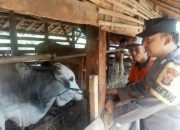Menjelang Hari Raya Idul Adha, Polres Pringsewu Aktif Himbau Masyarakat untuk Waspada Terhadap Pencurian Ternak