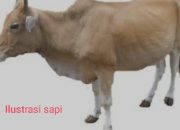 Diduga Sapi Penggemukan Program Ketahanan Pangan Desa Sindangkarya Dijual