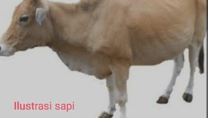 Diduga Sapi Penggemukan Program Ketahanan Pangan Desa Sindangkarya Dijual