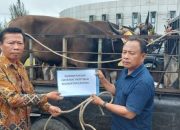 Pemkab Nias Utara Bagikan 3 Hewan Qurban Di Hari Raya Idul Adha 1445 H