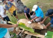 SMK Negeri 2 Rantau Utara Sembelih Hewan Qurban