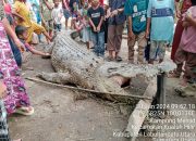 Predator pemangsa Air Di Sungai Kualuh Labura