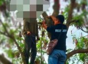 Tragis!!!, Seorang Pria Ditemukan Tewas Tergantung di Pohon Tepi Sungai Irigasi