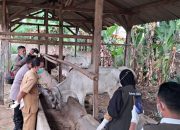Jelang Hari Raya Qurban Idul Adha 1445 H, Aparat Lakukan Pemeriksaan Kesehatan Hewan Ternak di Pekon Mataram
