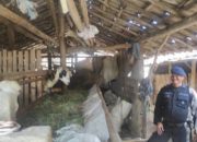 Sat Brimob Polda Jabar Patroli Harkamtibmas Antisipasi Pencurian Hewan Ternak