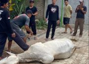 Masjid Mujahidin Ambarawa Barat Sembelih Hewan Kurban