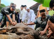 Idul Adha di Kampung Halaman, Bupati Asmar Kurban 2 Ekor Sapi
