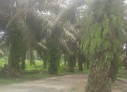 Wow! AST Pengedar Sabu Keball Hukum di Labuhan Batu Utara