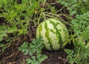 Program Ketahanan Pangan Desa Telukjaya, Kecamatan Pakisjaya Dipertanyakan