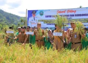 Panen Raya Padi di Nagari Panti Utara, Metode SLHP Patut di kembangkan,