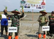 Dukung Ketahanan Pangan Nasional, Kodim 0321 Rohil Perdana Tanam Padi Sawah 