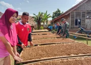 Disela Istirahat TMMD, TNI Bantu Warga Jemur Tembakau