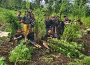 Ungkap Narkoba di Semester I 2024, Polda Sumsel Selamatkan 2,2 Juta Jiwa