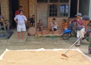 Diakhir Masa Tugas Anggota Satgas TMMD Ke-121 Kodim 1210/Ldk Bantu Warga Jemur dan Kupas Jagung