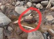 Gawat!, Sebuah Granat Nanas Ditemukan Warga di Tepi Sungai Gupit Kajen