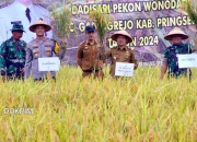 Sukses!, Perdana Padi Gapoktan Dadisari, Melalui TOT Dapat Kurangi Biaya Produksi dan Lestariksn Kesuburan Tanah