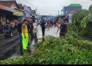 Pohon Beringin Tumbang, Timpa Layos Kios Pasar Karanganyar dan Sepeda Motor