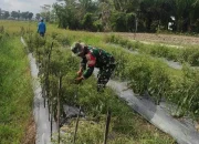 Serda Mardiansyah, Melaksanakan Pendampingan Kepada Warga Dusun V, Desa Sonomartani