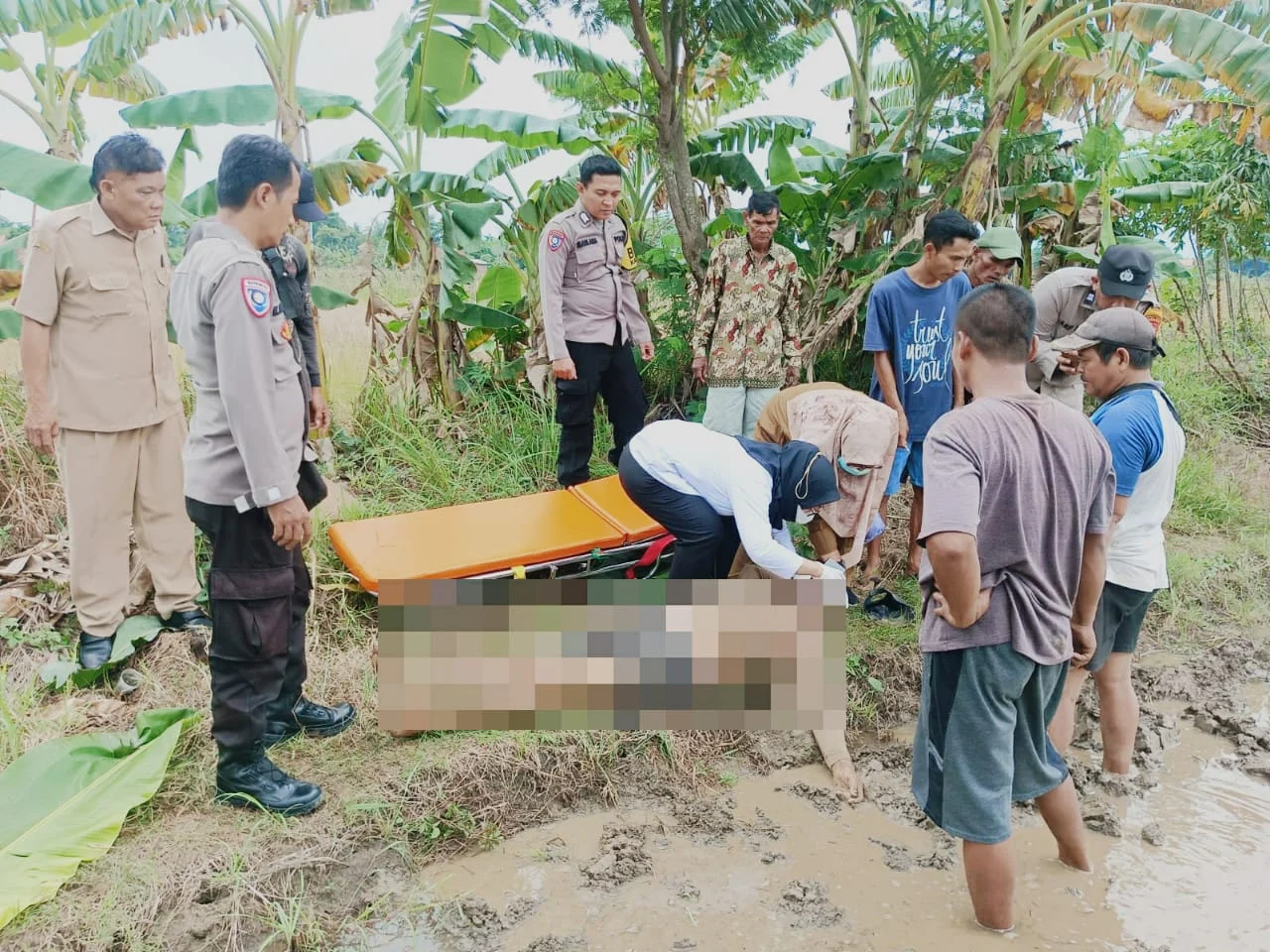 Sesosok Mayat Pria Ditemukan di Area Persawahan Sragi Pekalongan IMG-20241203-WA0028