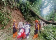 Pohon Tumbang Tutupi Jalan, Petugas Gabungan Lakukan Evakuasi