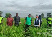 Puluhan Hektar Sawah di Kecamatan Delima dan Sakti Terkena Wabah Hama Kresek Padi.