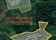 Kelompok Tani Sawit Mandiri Bantah Caplok Hutan Lindung Bukit Konar
