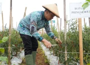 Bupati Pringsewu Hadiri Panen Cabai Merah di Pekon Enggal Rejo