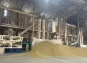 Rasakan Pengalaman Bertani yang Sesungguhnya Bersama Rice Rich: Beras Kualitas Terbaik dari Vietnam untuk Dunia