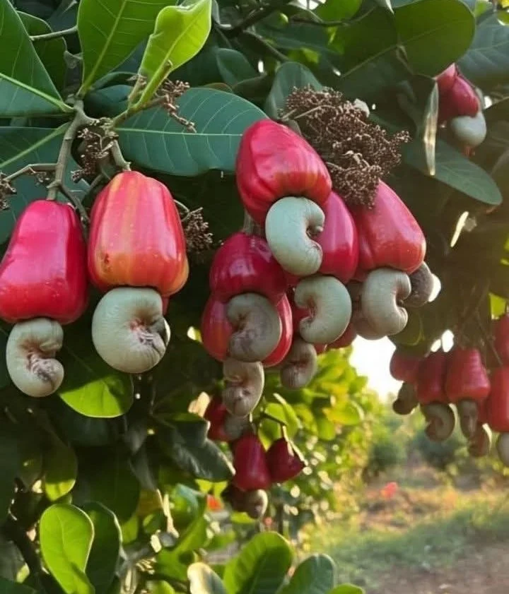 Screenshot_20250529_081358 (1)