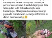 “Misteri Sapi Tanpa Organ: Waspadai Aksi Pencurian Hewan Ternak Jelang Idul Adha 2025”