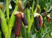 Petani Milenial Raih Sukses Melalui Budidaya Jagung Modern: Panduan Praktis Tanam dan Pemupukan