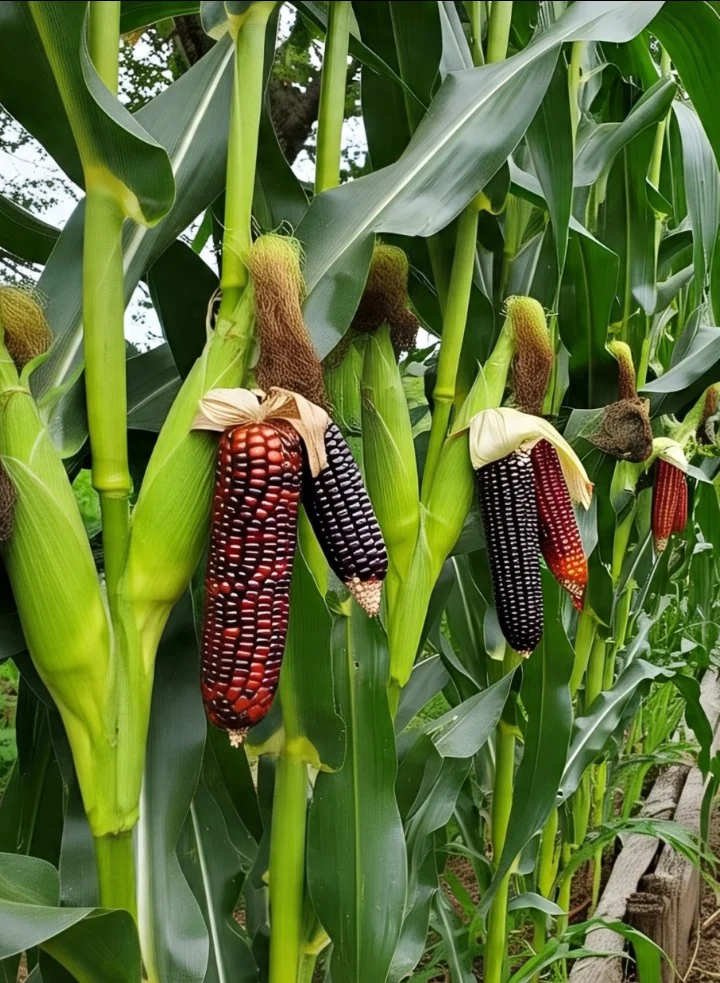 Screenshot_20250531_221155 (1)