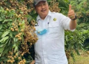 Tips Jitu untuk Petani Buah Kelengkeng: Maksimalkan Hasil, Minimalkan Risiko