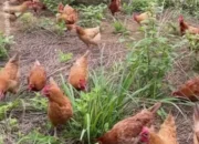 Beternak Ayam Kampung yang Baik dan Benar Kunci Sukses Peternak Mandiri