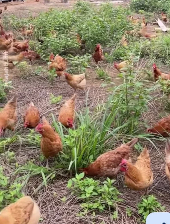 Beternak Ayam Kampung yang Baik dan Benar Kunci Sukses Peternak Mandiri Screenshot_20250601_235158 (1)