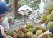 Harga Durian Anjlok di Musim Panen 2025, Petani Mengeluh, Konsumen Bergembira