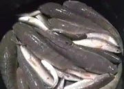 Gurih dan Kaya Manfaat, Ikan Gabus Segar Jadi Primadona Baru di Meja Makan