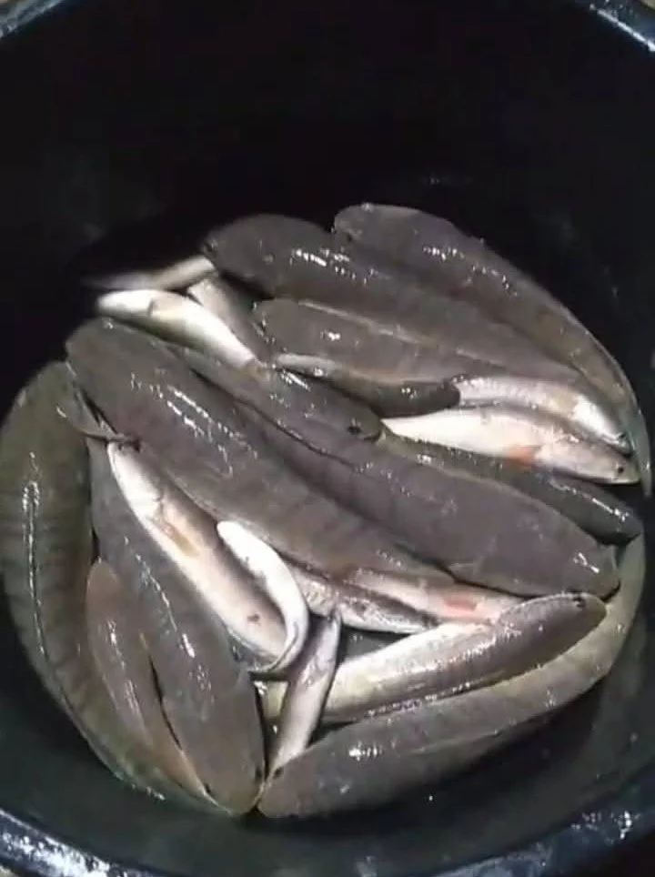 Screenshot_20250611_101903 (1)