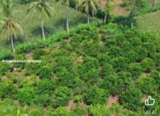 Viral! Kebun Jeruk Manis di Pringsewu Tawarkan Petik Sendiri Hanya Rp12 Ribu per Kg