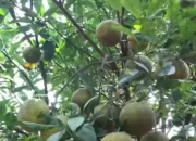 Cuma Rp 3.000 Bisa Makan Jeruk Sepuasnya di Kebun Pak Nuryadin!