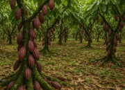 Tips Mengoptimalkan Tanaman Kakao Tua agar Tetap Produktif