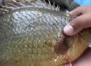 Rajin Konsumsi Ikan Betok, Ini Manfaat Kesehatannya yang Jarang Diketahui