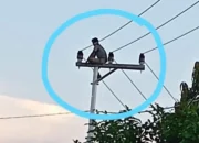 Satu Nyawa, Satu Desa Padam: Aksi Ekstrem Picu Pemadaman Total di Kapuas Tengah