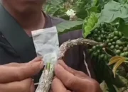 “Tata Cara Sambung Tunas Kopi: Solusi Profesional untuk Panen yang Melimpah”