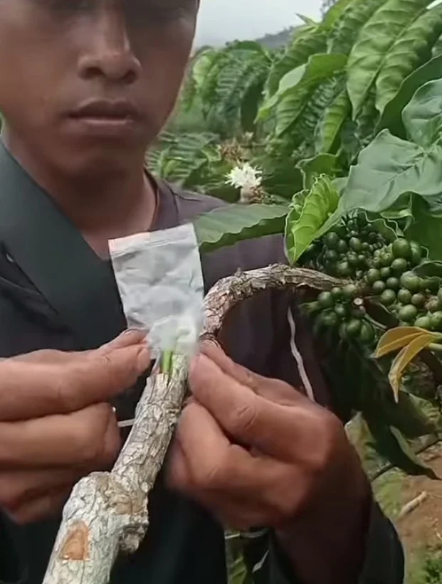 "Tata Cara Sambung Tunas Kopi: Solusi Profesional untuk Panen yang Melimpah" Screenshot_20250617_132812 (1)